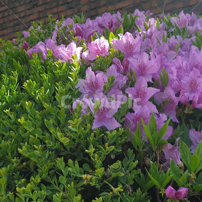 자연,진달래,화단,꽃,녹색,산책