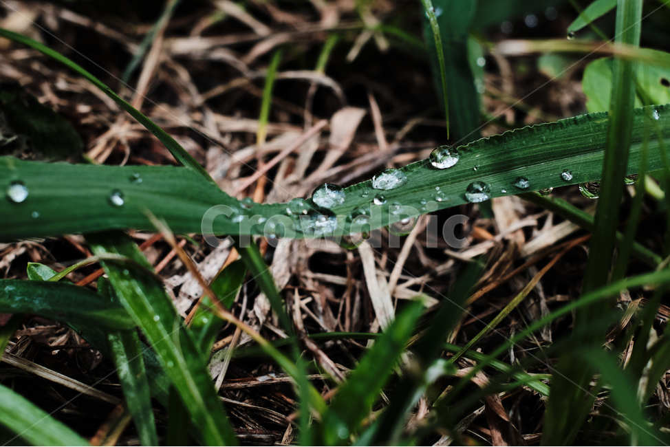 이슬,아침,dew,풀잎,morningdew,morning,grass,식물,자연,plants,nature