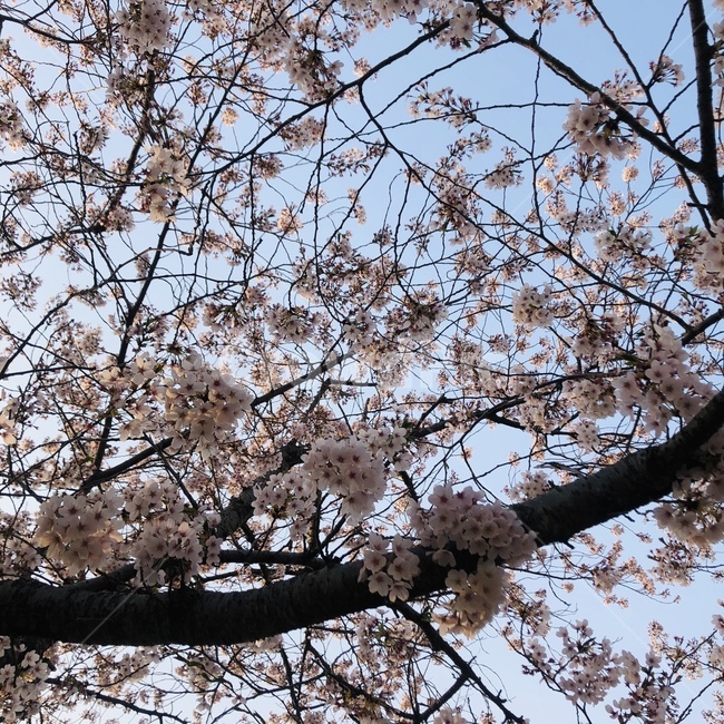 경주,벛꽃,꽃,꽃나무,나무