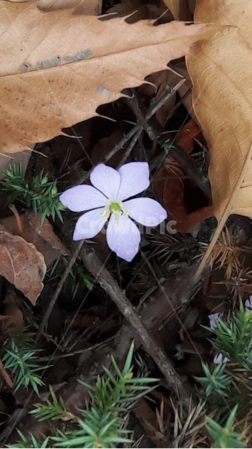 깽깽이풀,깽이풀,조선황련,황련,야생화