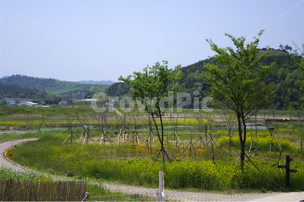 유채꽃,꽃밭,식물,flower,color,하늘,풍경,자연,나무,자연,풍경,nature,landscape,outdoors,옥외