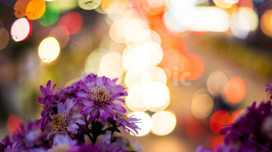 국화,꽃,식물,자연,야생화,들꽃,plant,blossom,flower,flowers,nature,야경,밤,불빛,night,nightview,light,식물,자연,plants,nature,꽃,flower