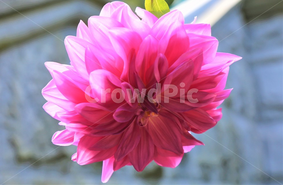 꽃,식물,flower,blossom,제라륨,꽃,flower