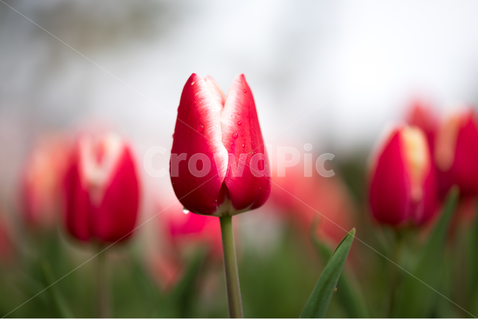 튤립,꽃,봄,봄꽃,식물,야외,실외,도심공원,봄,계절,spring,season,식물,자연,plants,nature,꽃,flower,plant,blossom,tulip