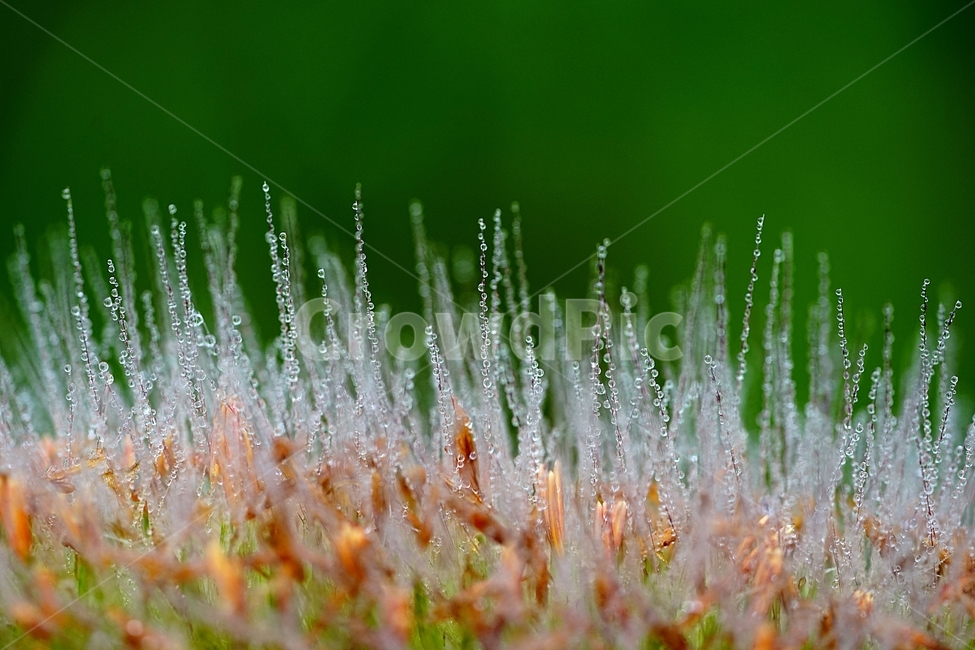 스크렁,들풀,새벽이슬,이슬,아침이슬,식물,자연,plants,nature