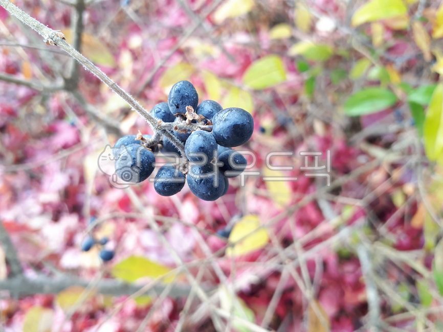 berry,blueberry,nature,fruit,dried seeds,Blueberries,food