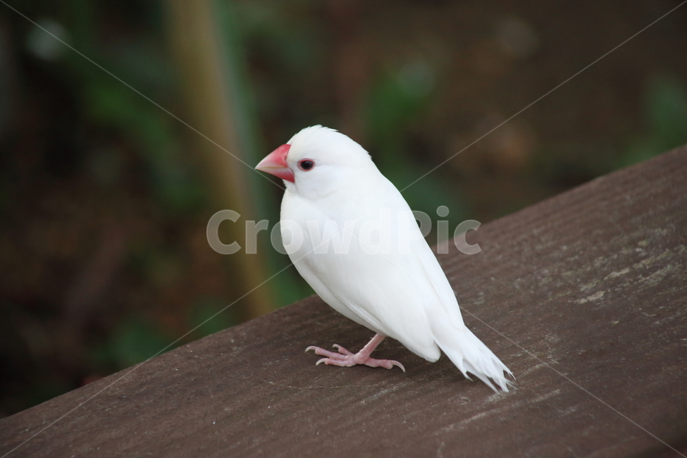 앵무새,새,조류,동물,psittaciformes,작은새,동물,animal,조류,새,birds