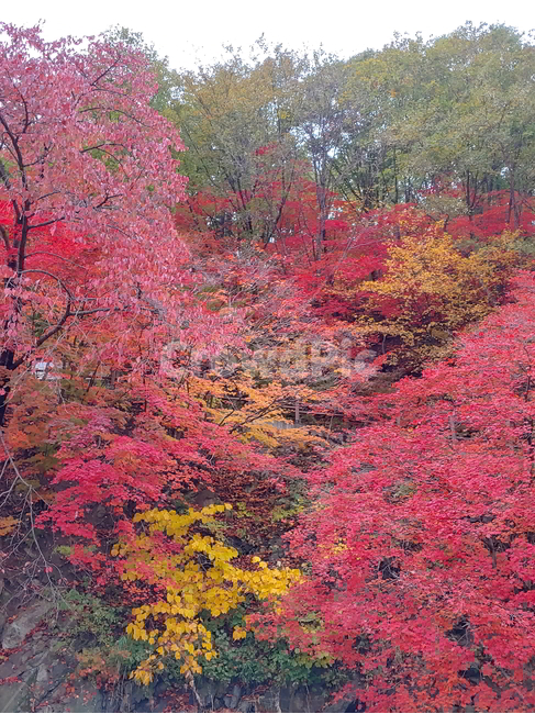 단풍,가을,물,나무,빨강단풍,가을,계절,fall,autumn,season,자연,풍경,nature,landscape,tree,plant,식물,maple,leaf,잎