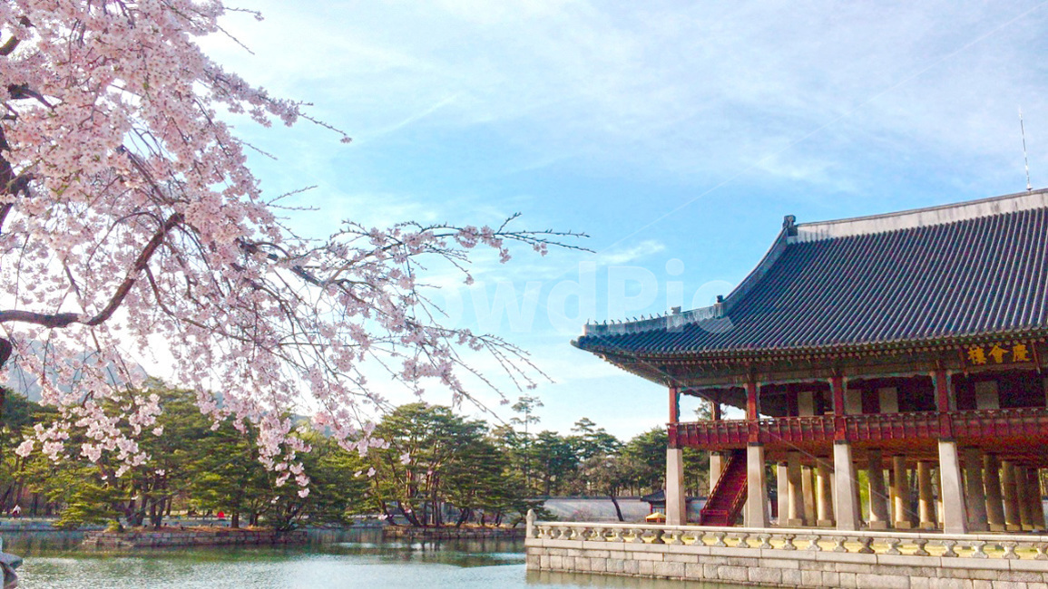 경회루,경복궁,고궁,유적,전통,대한민국,한국,봄,벚꽃,풍경,하늘,건물,서울,봄,계절,spring,season,랜드마크,landmark,tourist attraction,한국랜드마크,한국관광지,한국명소,korea landmark,korea tourist attraction,architecture,건축물,building