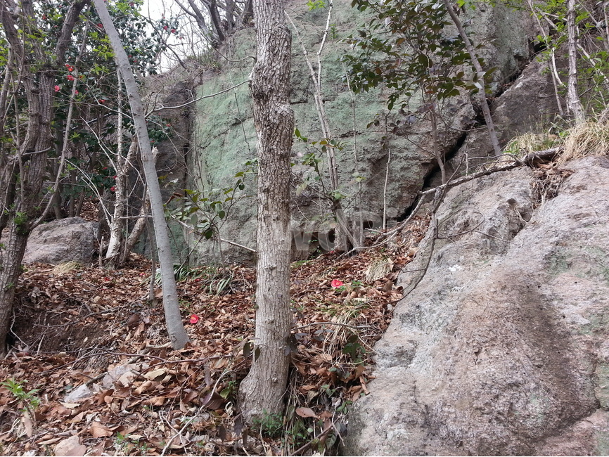 영취산,우연히,두송이,이교관,낙엽속꽃,식물,자연,plants,nature,나무,trees,wood