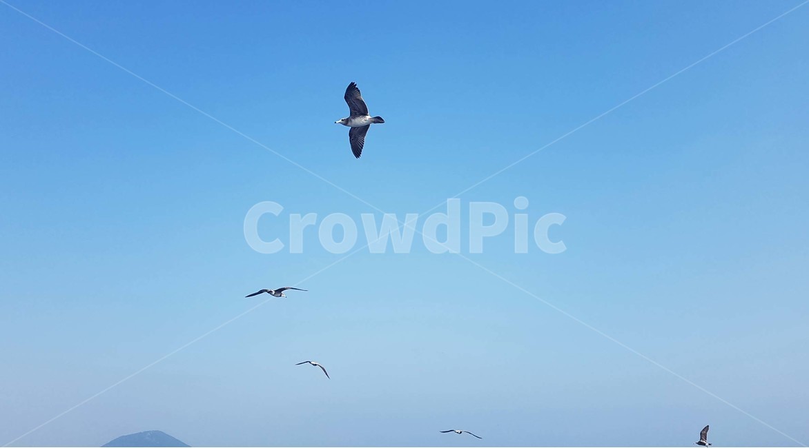 하늘,갈매기,새,무리,동물,날개,자연,풍경,동물,animal,조류,새,birds