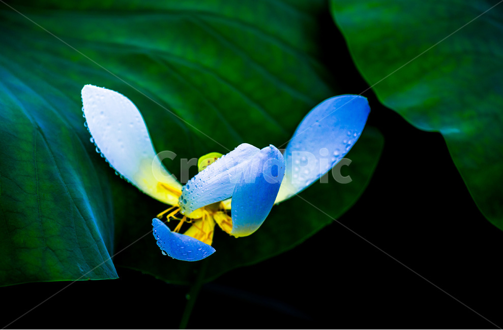 연잎,연,식물,자연,감성,꽃잎,물방울,이슬,연꽃,식물,자연,plants,nature,꽃,flower