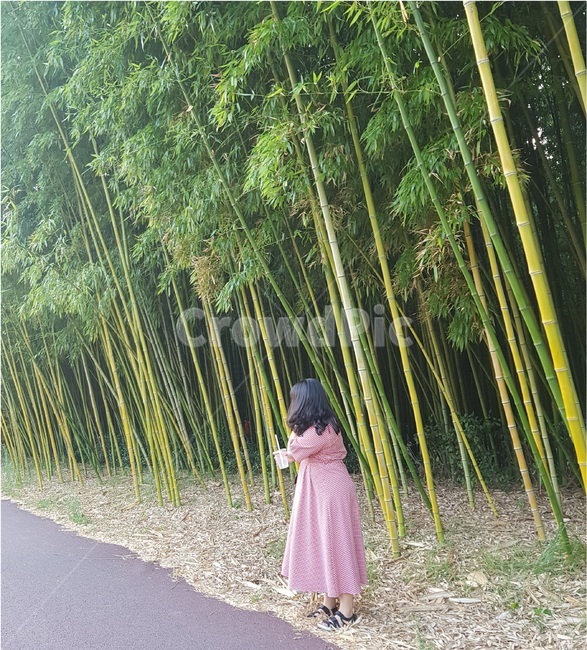 옆모습,대나무,대나무숲,원피스,여자,여자뒷모습,단발머리,태화강