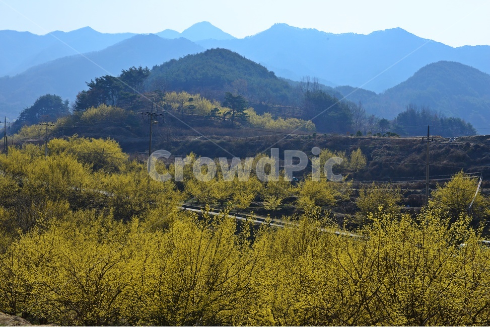 전남,구례,산동,산수유마을,산동산수유마을,산수유,산수유꽃,봄꽃,봄,계절,노랑꽃,mountain,산,mountainrange,산맥,nature,자연,outdoors,옥외,water,물,자연,풍경,nature,landscape
