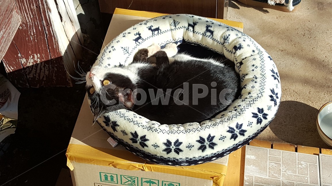 동물,고양이,따스함,편안함,귀여움,동물,animal,포유류,mammal,고양이,cat,kitten,kitty
