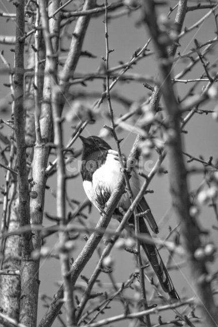 까치,새,동물,야생동물,animal,bird,흑백,모노톤,monochrome,black and white