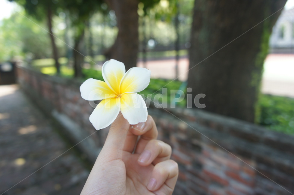 꽃,손,꽃을든,하얀,노란,감성,flower,white,yellow,hand,body,street