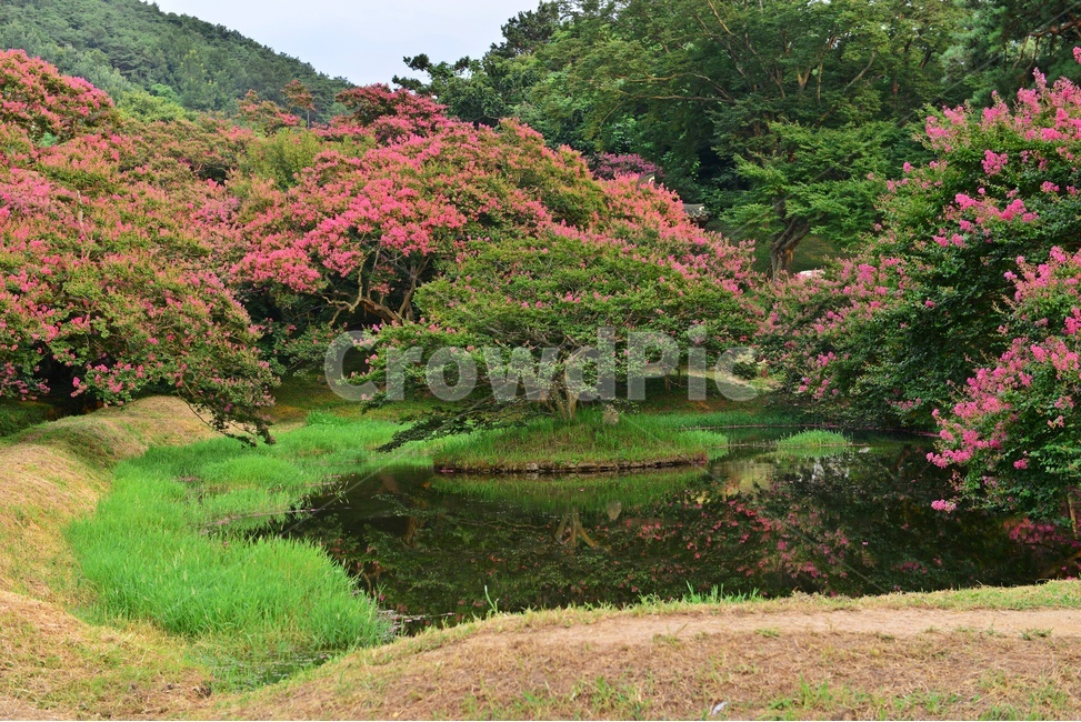 전남,담양,명옥헌원림,배롱나무,명옥헌배롱나무,배롱나무꽃,백일홍나무,여름,계절,nature,자연,outdoors,옥외,grass,잔디,plant,식물,pond,못,water,물,자연,풍경,nature,landscape,한국자연풍경,한국자연경관,korea nature landscape