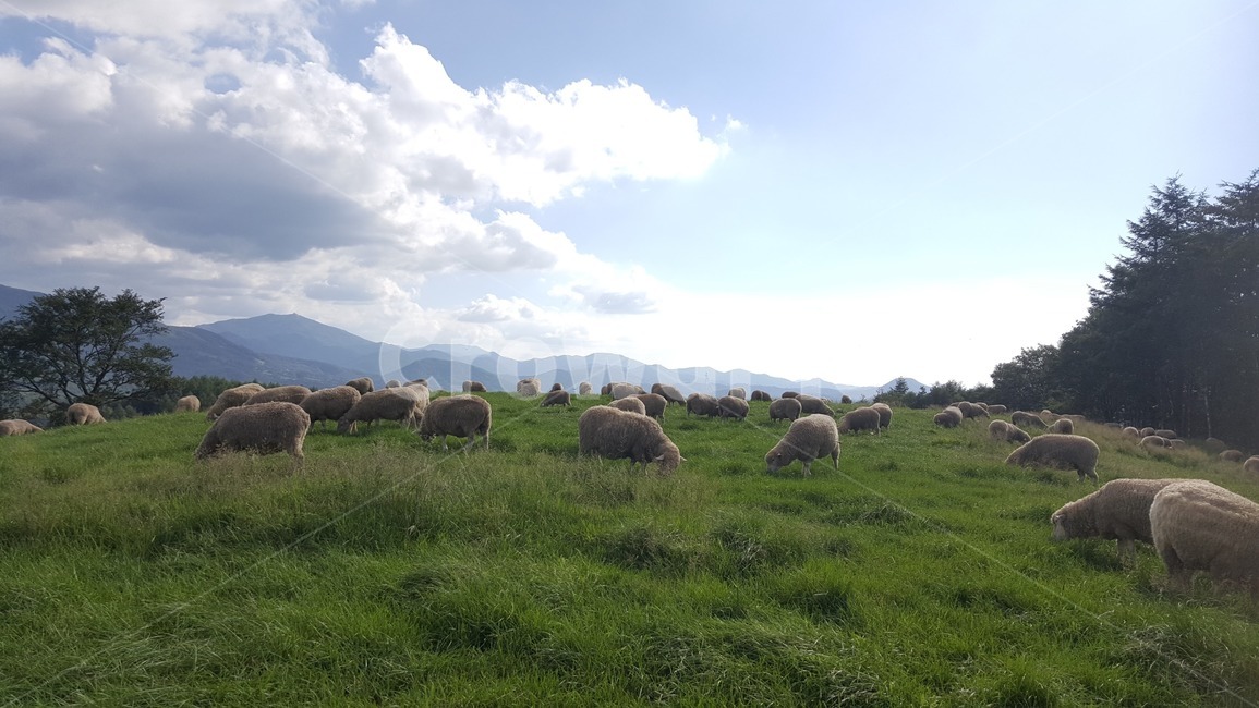 양떼,목장,자연,산,양,하늘,sheep,ranch,sheepranch,farm,green,평화로운,peace,peaceful