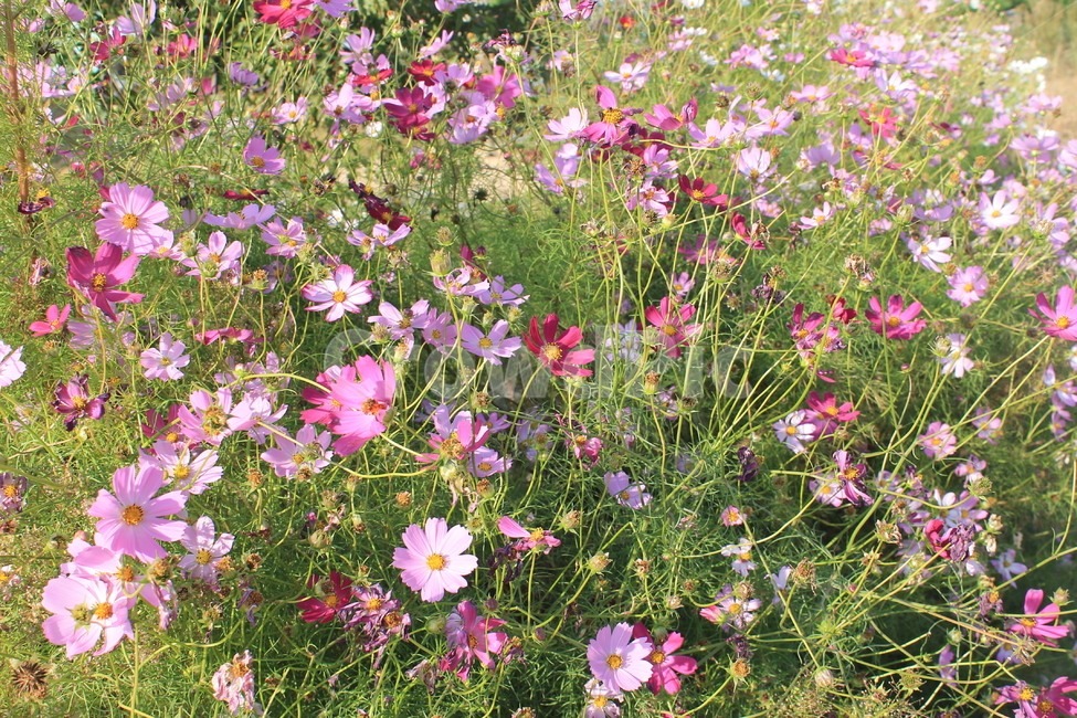 cosmos,autumn,fall,가을,꽃,flower,flowers,blossom,plant,식물