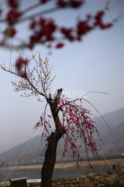 매화,홍매화,봄,식물,꽃,봄꽃,봄,계절,spring,season,식물,자연,plants,nature,꽃,flower,plant,tree,나무