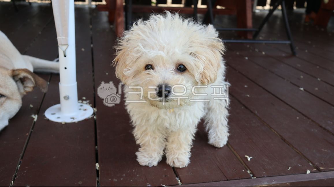 강아지,반려견,반려동물,puppy,애완견,dog,동물,pet,애완동물,mammal,개,포유류,animal,말티즈,아기강아지