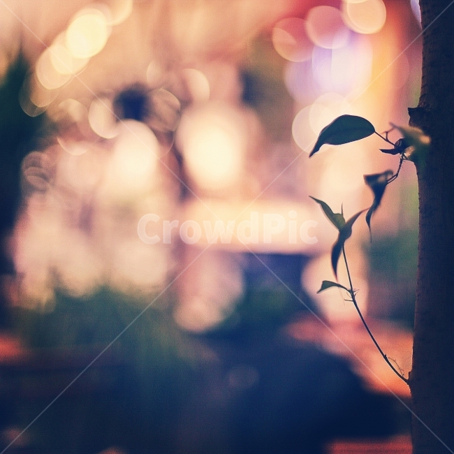 겨울속에봄,초록,보케,조명,아련한,감성,식물,자연,plants,nature,감성,sensible,feeling