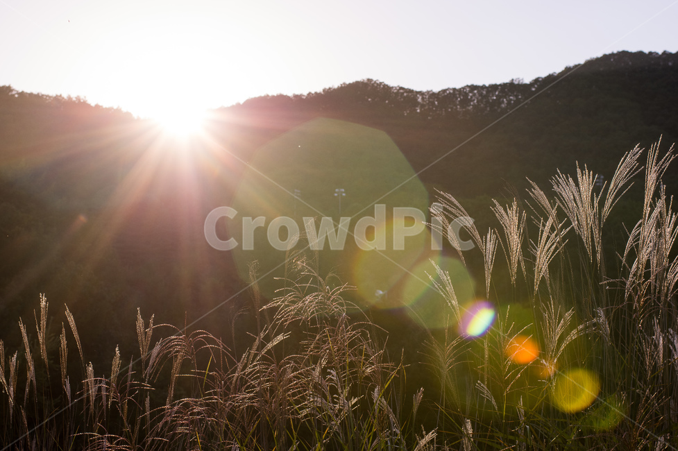 가을,햇살,노을,비네팅,autumn,사진,감성,가을,계절,fall,autumn,season,식물,자연,plants,nature,휴식,힐링,rest,relaxation,healing,light,빛,flare,플레어