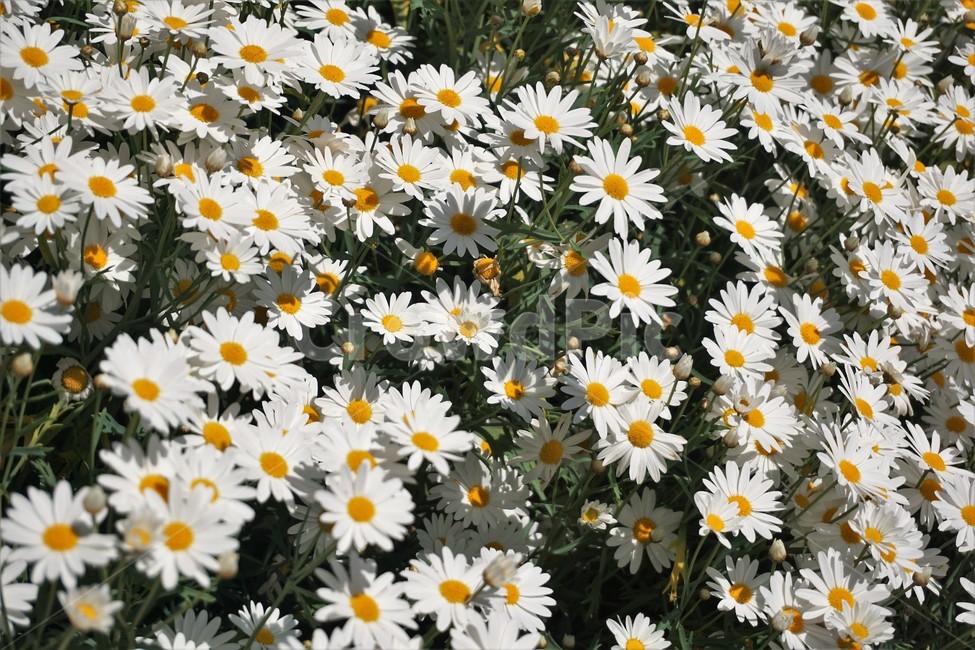 꽃,flower,자연,봄,spring,따스함,식물,자연,plants,nature,꽃,flower