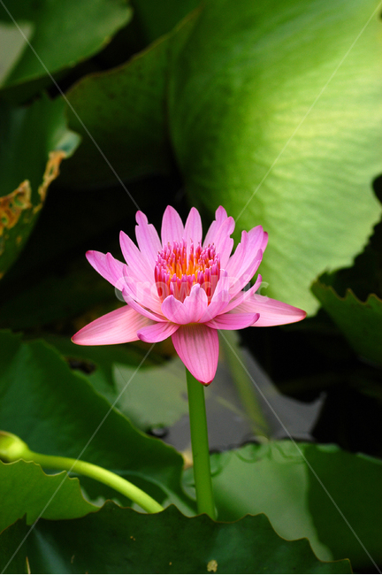 수련,연꽃,연잎,연못,꽃,플라워,식물,자연,한송이,꽃잎,식물,자연,plants,nature,꽃,flower