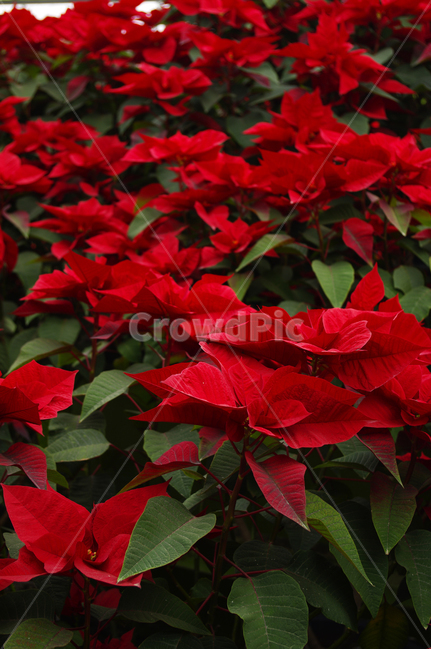 꽃,식물,flower,plant,포인세티아,식물,자연,plants,nature,꽃,flower