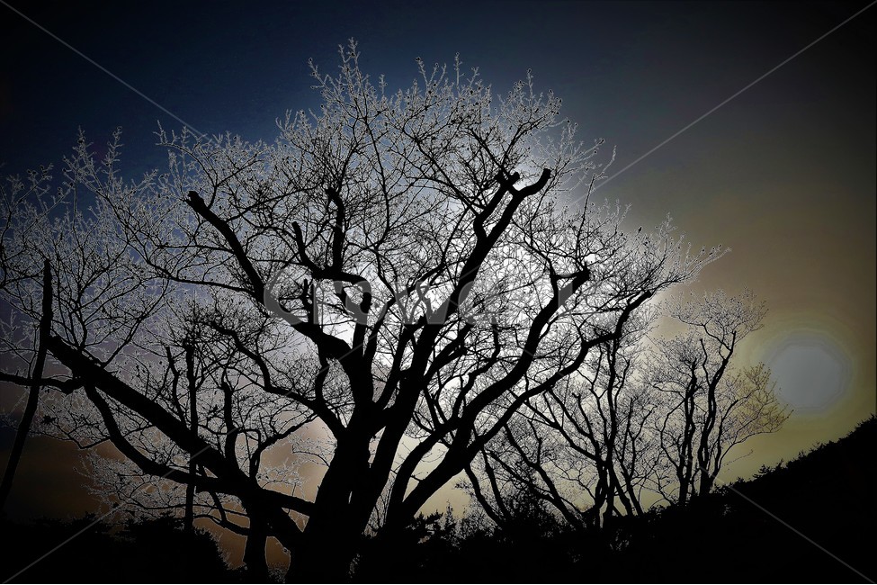 lmagination,나무,실루엣,감성,상상,겨울,계절,winter,season,식물,자연,plants,nature,나무,trees,wood,실루엣,그림자,silhouette,shadow