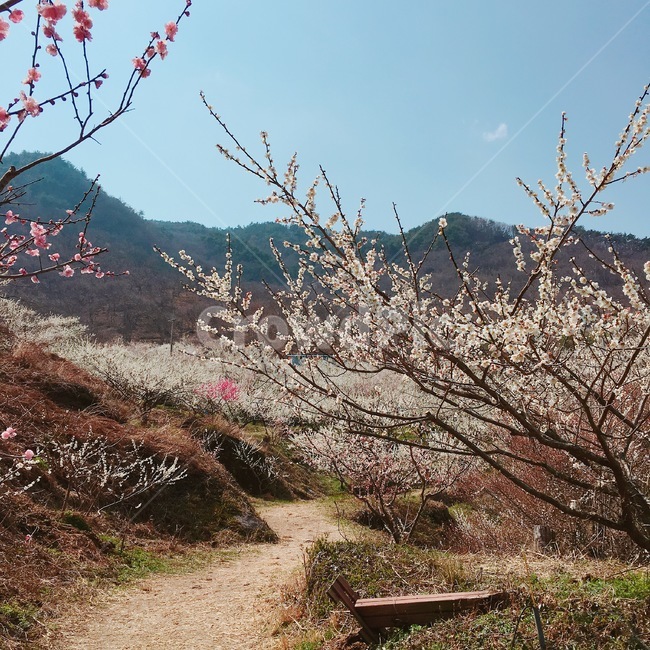 꽃,봄,풍경,감성사진,여유