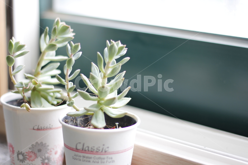 plant,window,fleshyplant,succulent,꽃,다육식물,창가,실내용화초,화분,화초,house plant