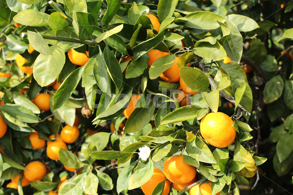 제주,귤,과일,주황,jeju,tangerine,fruit,orange,citrusfruit,과일,열매,fruit