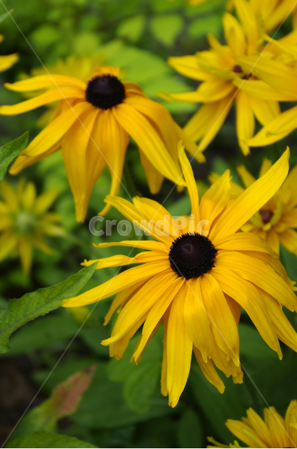 꽃,식물,flower,plant,루드베키아,식물,자연,plants,nature,꽃,flower