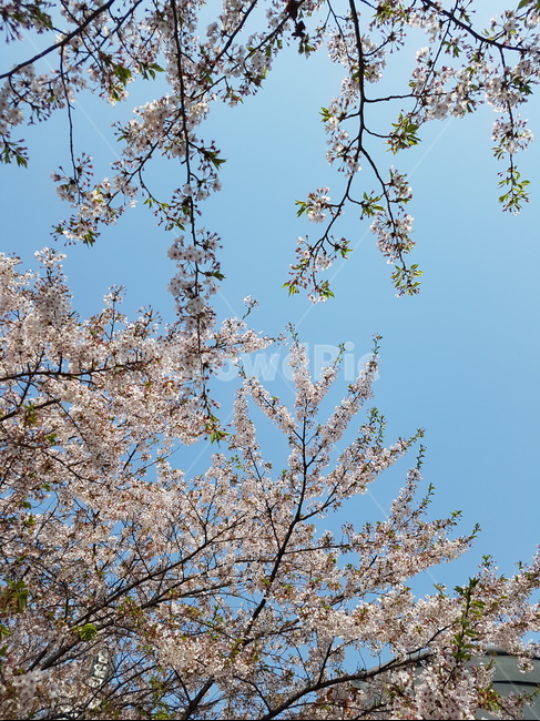벚꽃,봄,하늘,spring,색감,봄,계절,spring,season,자연,풍경,nature,landscape,plant,식물,flower,꽃,blossom