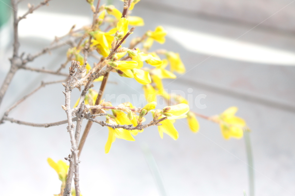 개나리,꽃,flower,plant,식물