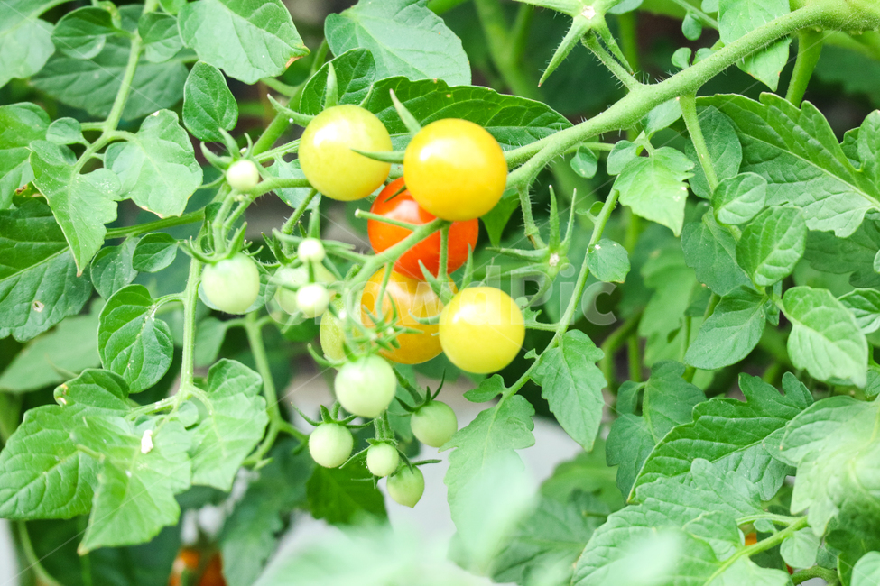 방울토마토,열매,토마토,식물,텃밭,가드닝,체리토마토,야채,채소,컬러풀,신선한,싱싱한,식물,자연,plants,nature,채소,야채,vegetables