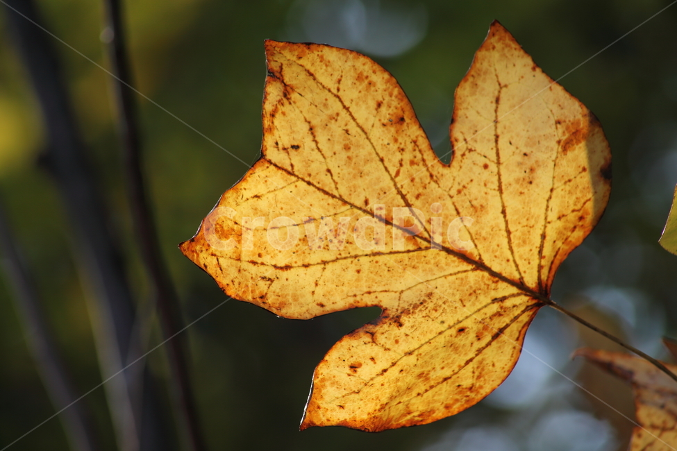 단풍,잎,가을,redleaves,leaf,가을,계절,fall,autumn,season,plant,식물,fungus,진균류,tree,나무