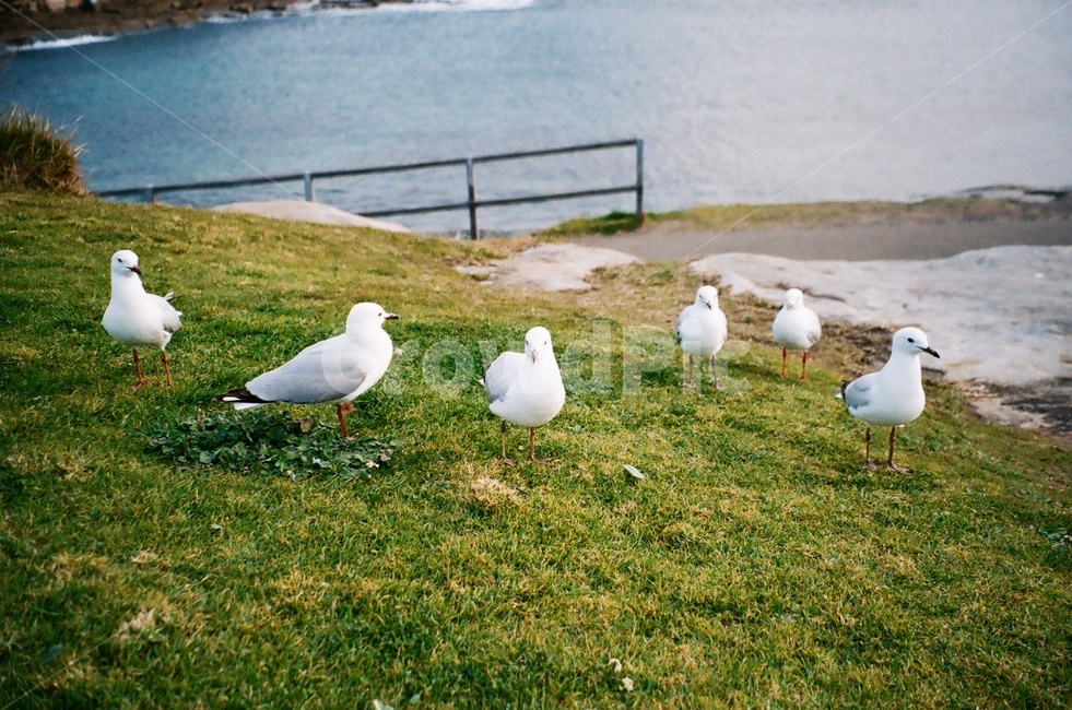 갈매기,새,자연,동물,잔디,grass,seagull,seagulls,gull,gulls,green,white,필름사진,필름,filmphotography