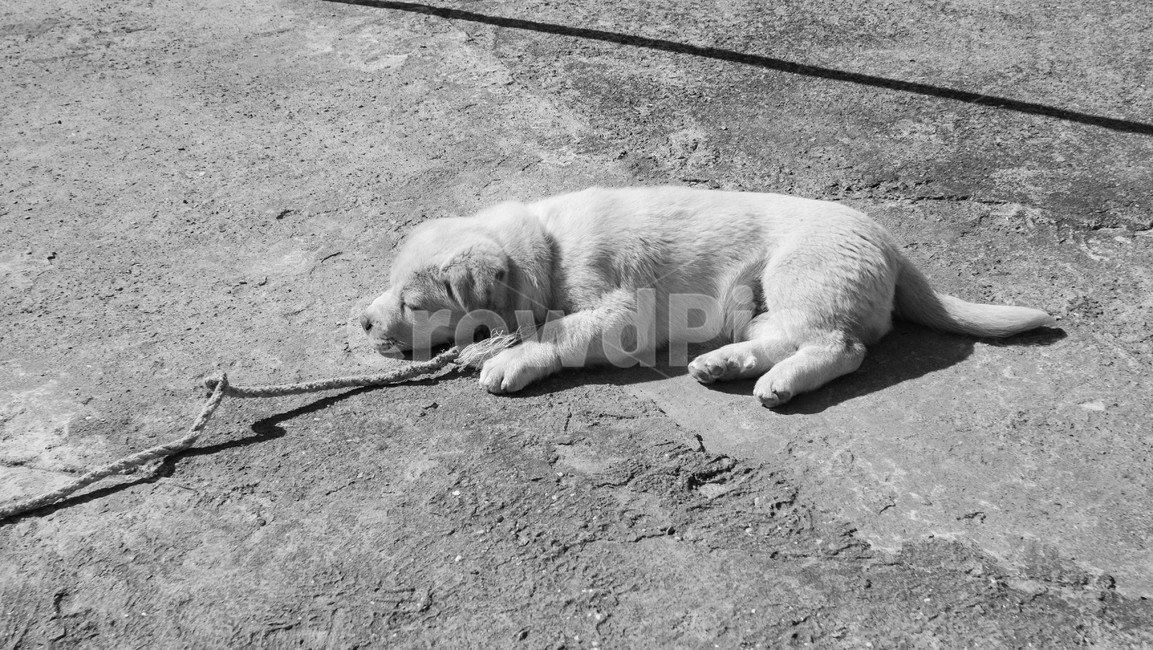 흑백,강아지,낮잠,멍멍이,댕댕이,개,동물,animal,포유류,mammal,개,강아지,dog,doggy,흑백,모노톤,monochrome,black and white