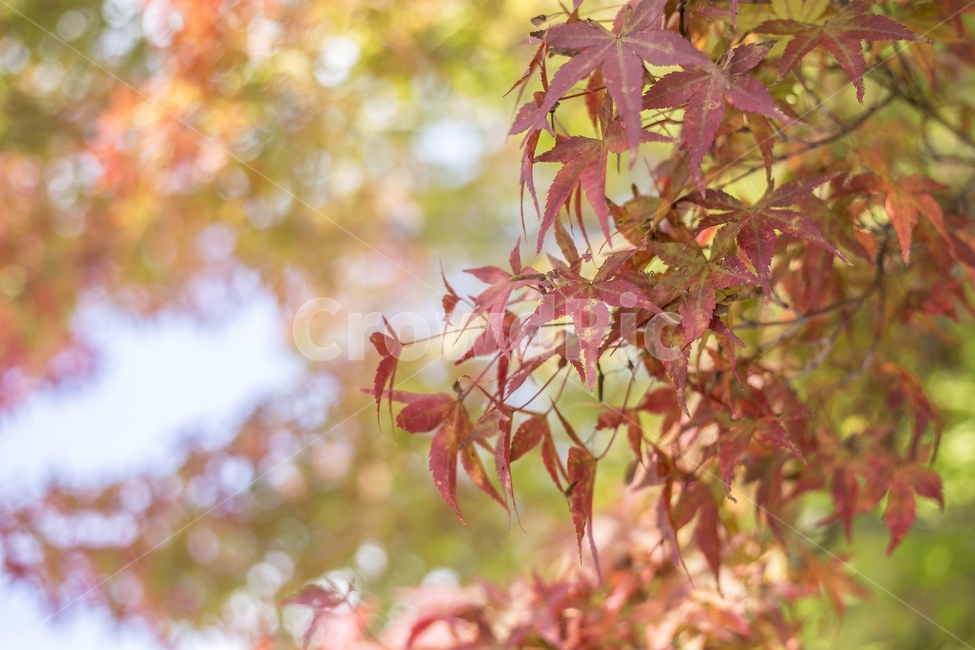 단풍나무,단풍,단풍잎,가을,계절,fall,autumn,tree,maple,가을,계절,fall,autumn,season,식물,자연,plants,nature,leaf,잎,plant,나무