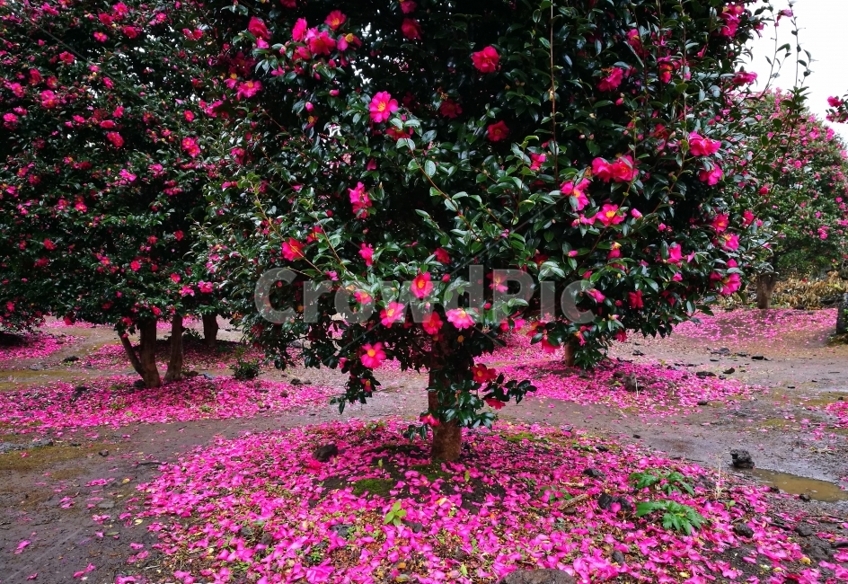 카멜리아,동백꽃,분홍,나무,제주도,여행,감성사진,핑크,힐링,식물,자연,plants,nature,꽃,flower,나무,trees,wood