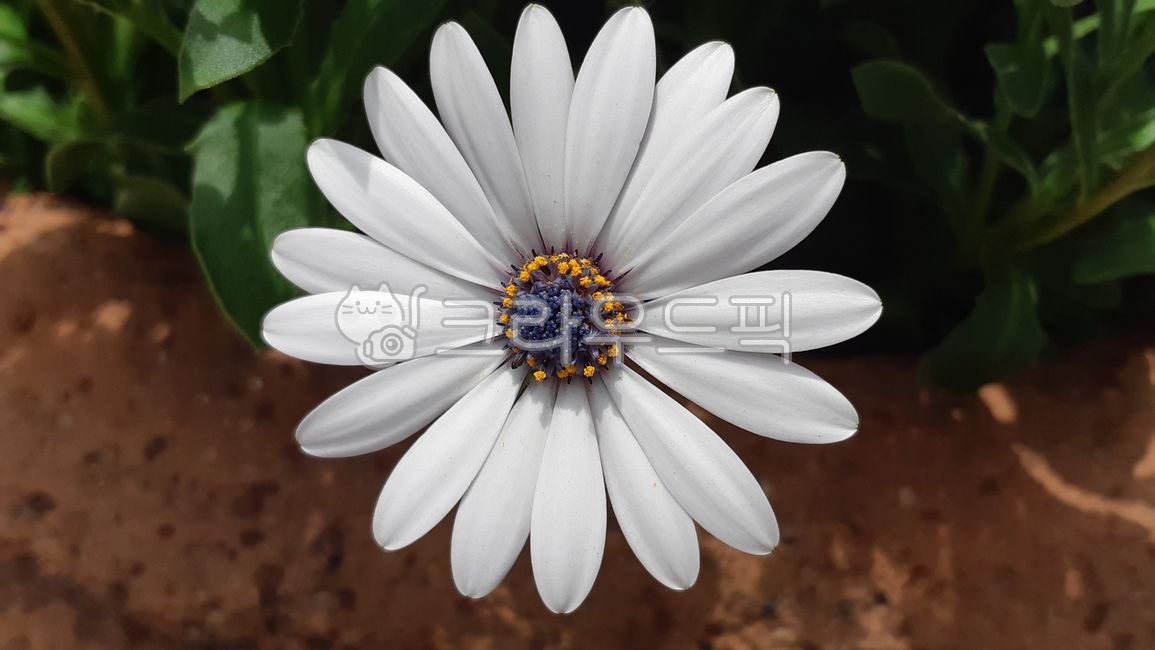 디모르포세카,오스테오스펄멈,국화과,풍차꽃,아프리칸데이지,자연,오스테오스페르뭄,식물,꽃,여러해살이풀