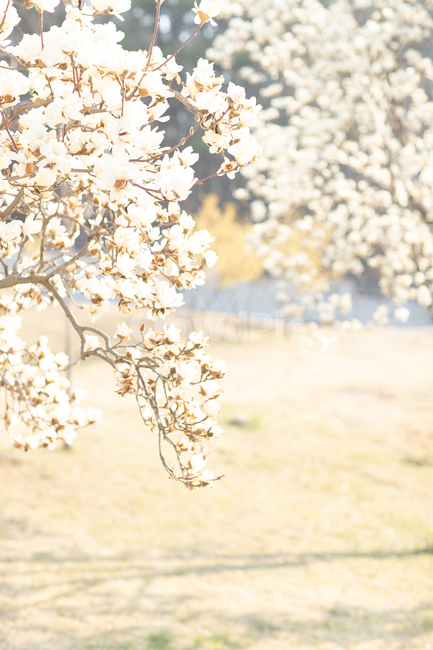 목련꽃,목련,봄,plant,식물,magnolia