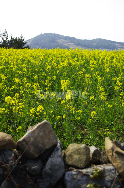 유채꽃,꽃밭,꽃,flower,계절,봄,spring,돌담,봄,계절,spring,season,자연,풍경,nature,landscape,outdoors,옥외,grassland,목초지,field,들,farm,농장,rural,농촌,meadow