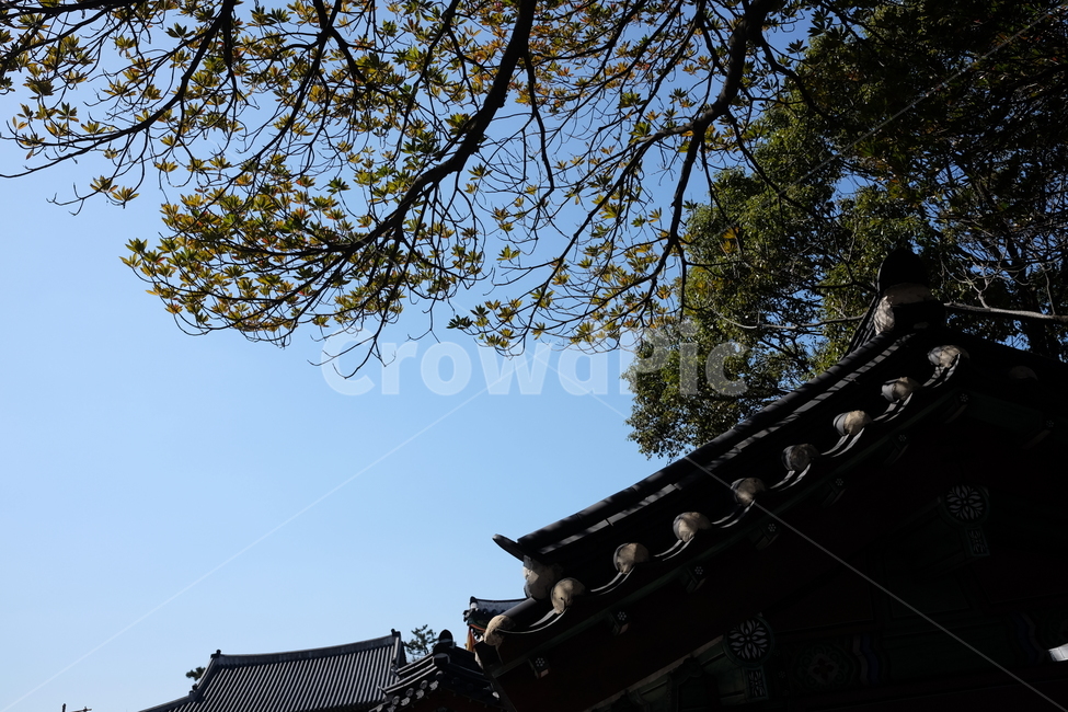 하늘,한옥,기와,나무,나뭇잎,맑음,쾌청,제주,관광,여행,한국전통,한국문화,korean traditional,korean culture,건축물,건물외관,exterior,building,structure,architecture,construction
