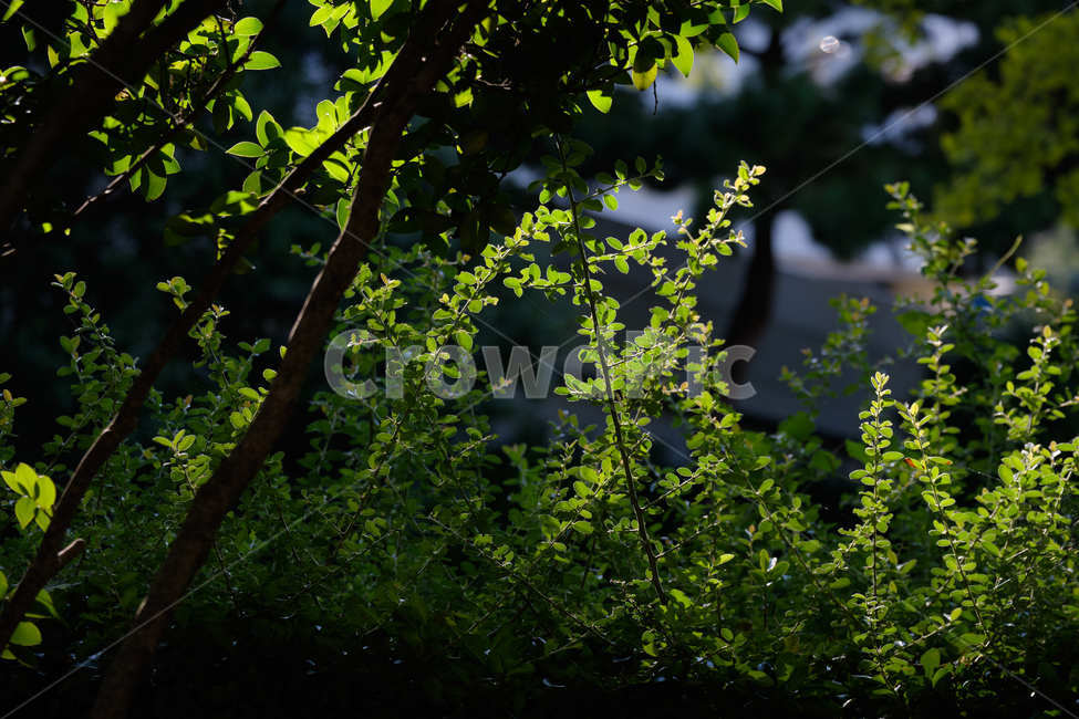 식물,plant,나뭇잎,leaf,잎,leaves,sunshine,햇빛,식물,자연,plants,nature
