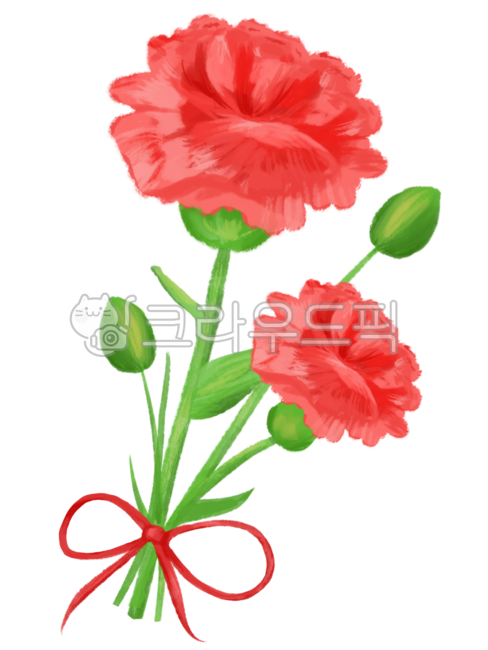 Teachers day,family month,In May,carnation picture,flower painting,ribbon,carnation,Mothers Day,MayFamily Month,flower,red flower,carnation flower,flower illustration,Carnation illustration